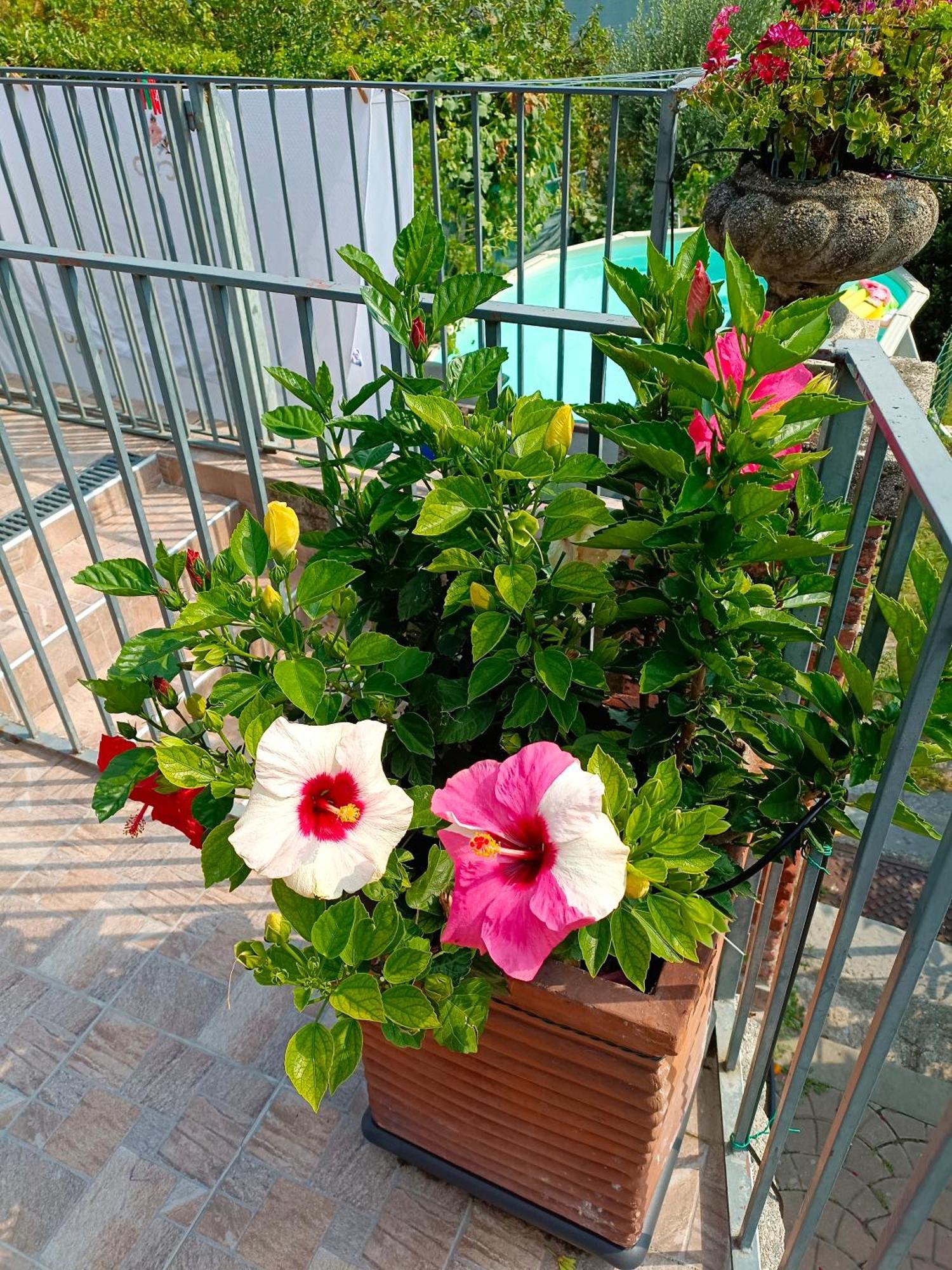 Le Rose Sul Lago Pescate Eksteriør billede